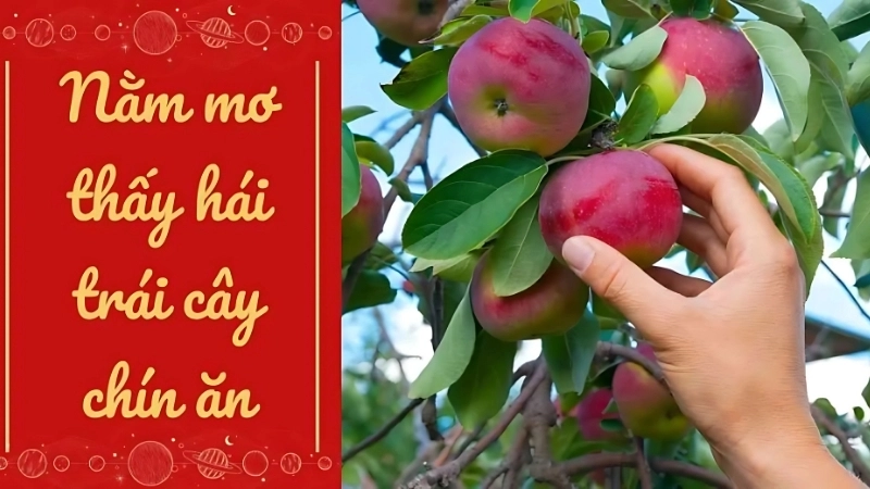 Nằm mơ thấy hái trái cây chín ăn là điềm báo tốt hay xấu?