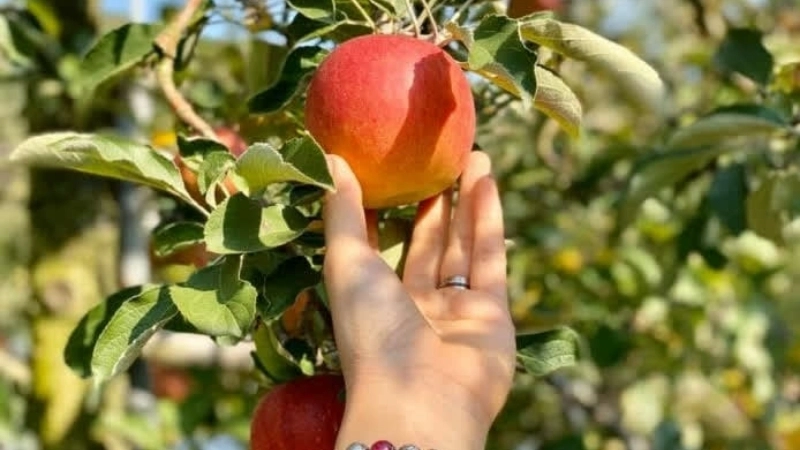 Lời khuyên khi nằm mơ thấy hái trái cây chín ăn