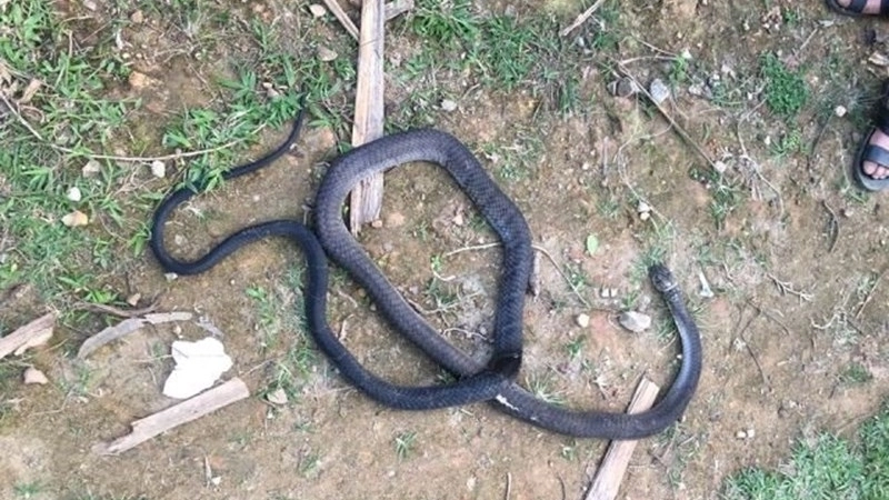 Mơ thấy rắn đen trên cây