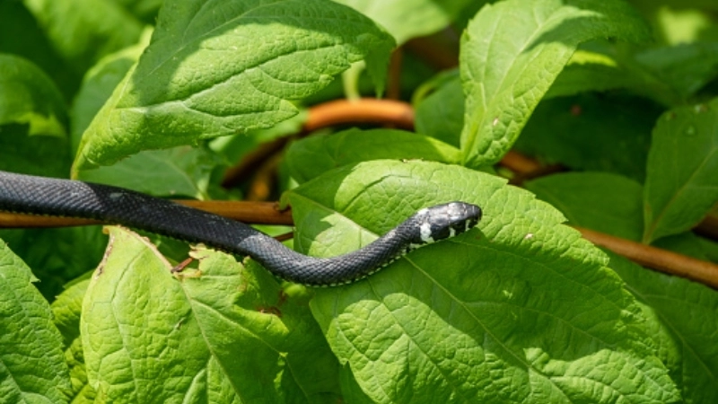 Lời khuyên khi nằm mơ thấy rắn đen