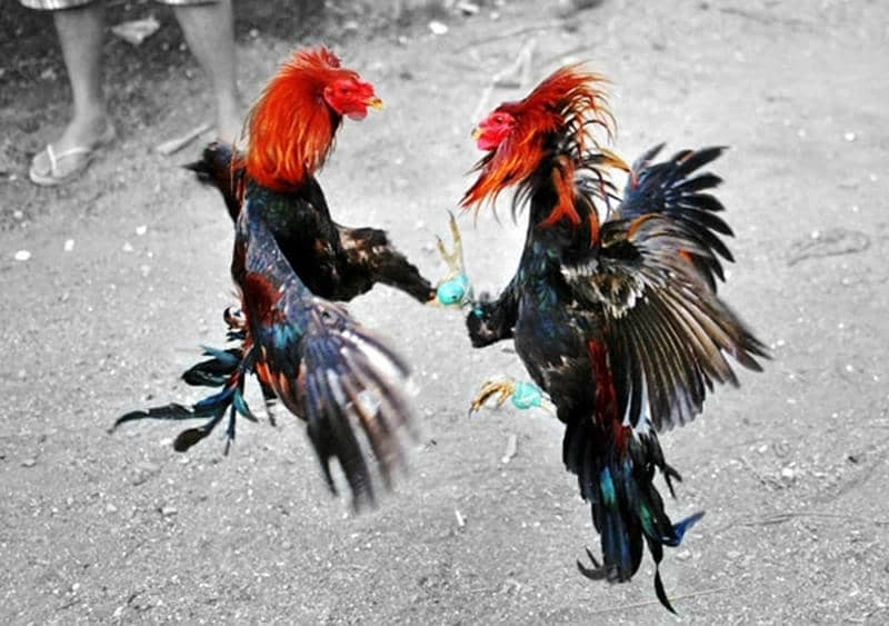 Các quy định chính về hoạt động đá gà và cá cược