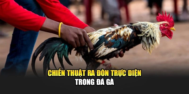 Chiến thuật ra đòn trực diện trong đá gà