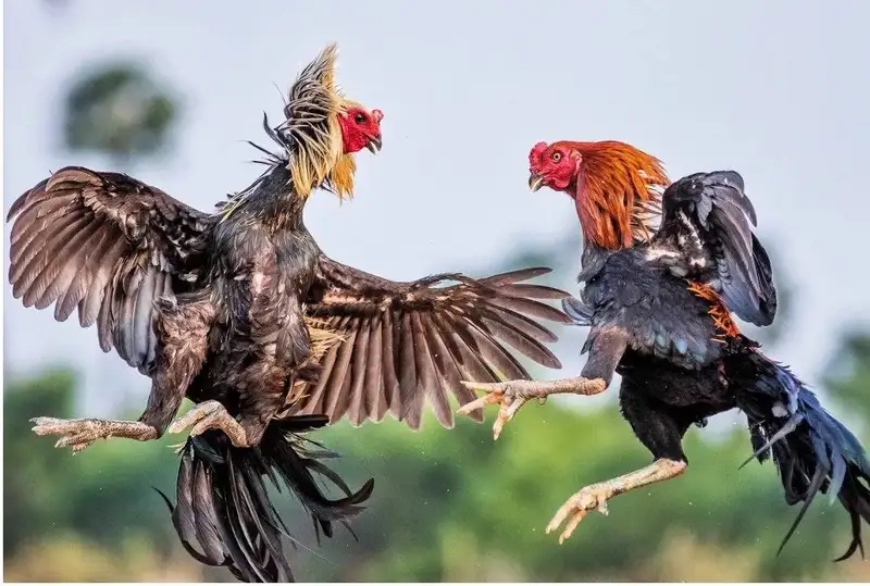 Bắt kèo đá gà theo phút tại 88AA có gì đặc biệt