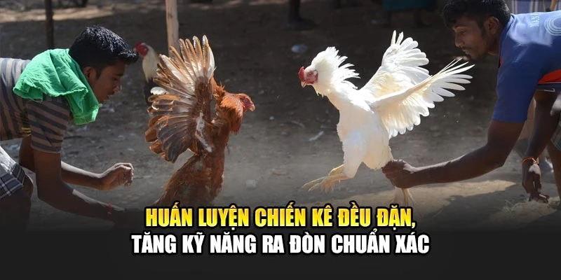 Huấn luyện chiến kê đều đặn, tăng kỹ năng ra đòn chuẩn xác