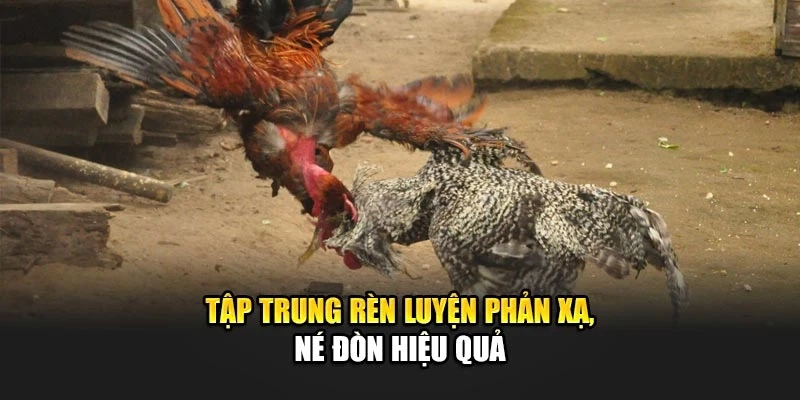 Tập trung rèn luyện phản xạ, né đòn hiệu quả