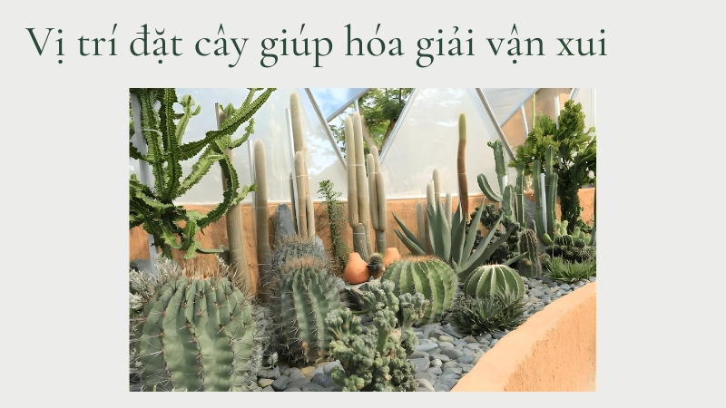 Đặt cây xương rồng ở ban công để trấn trạch hóa sát