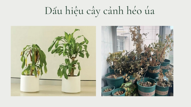 Dấu hiệu cây cảnh héo úa báo hiệu ngôi nhà có khí xấu