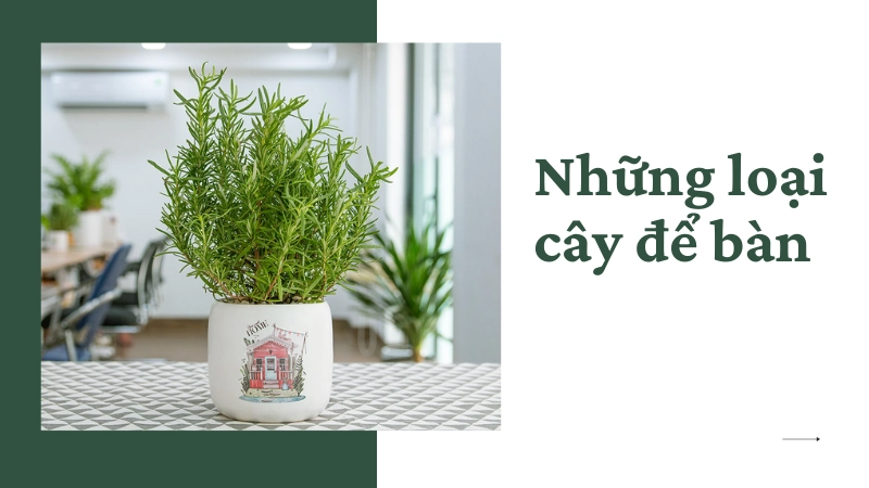 Các loại cây để bàn giúp lọc không khí và tăng sự tập trung