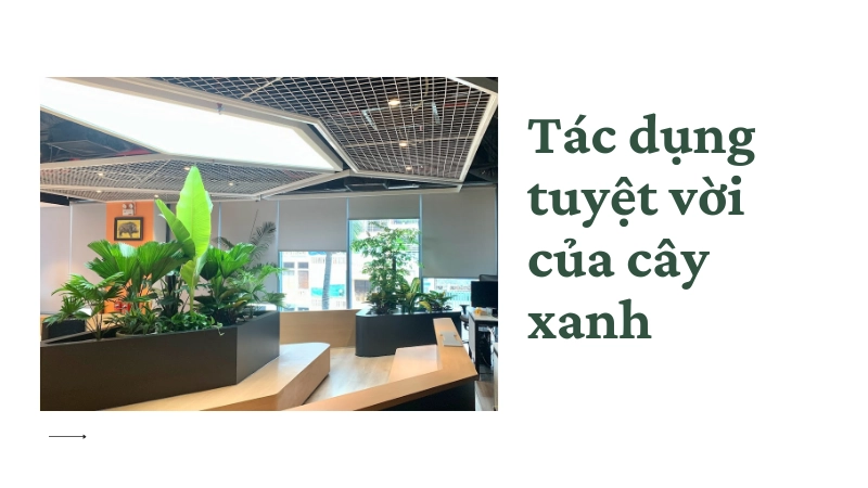 Không gian làm việc xanh mát giúp giảm stress và kích thích sáng tạo