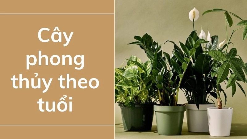 Tại sao nên chọn cây theo tuổi và mệnh?