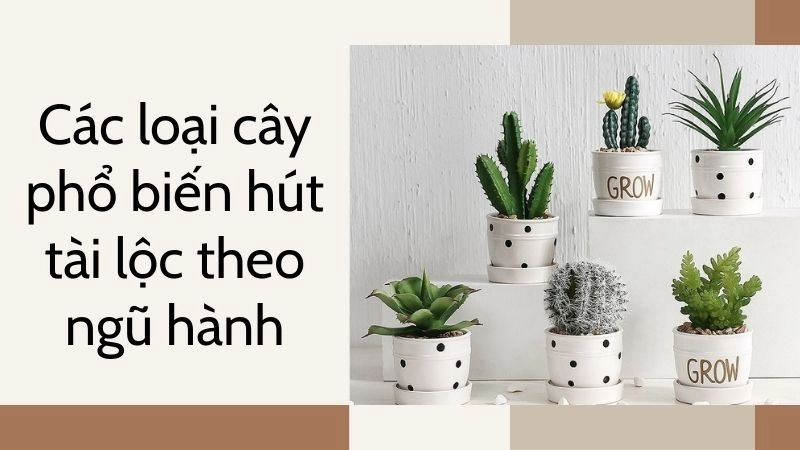 Các loại cây phổ biến hút tài lộc theo ngũ hành