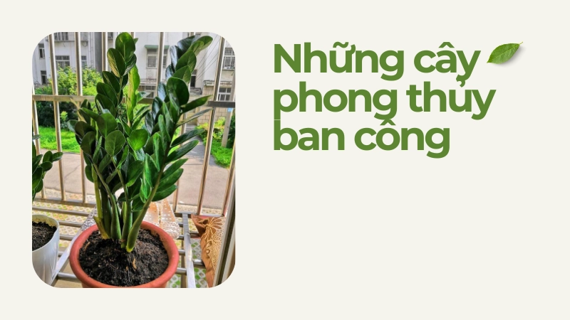 Cây kim tiền trồng ban công giúp gia chủ phát tài lộc