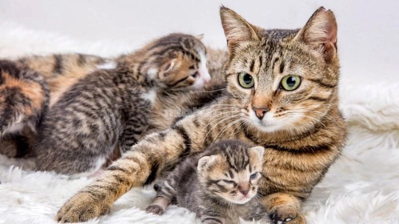 Mèo vào nhà đẻ có sao không thường gắn với quan niệm tâm linh.