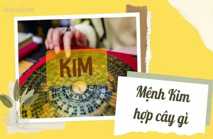 Người mệnh Kim hợp cây gì để mang lại may mắn và thịnh vượng?