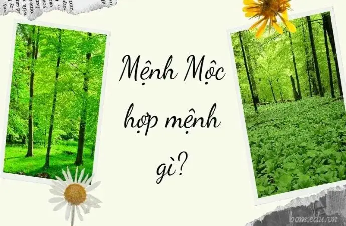 Tìm hiểu về mệnh Mộc hợp với mệnh nào trong phong thủy