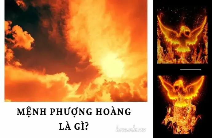 Mệnh Phượng Hoàng là gì? Biểu tượng và ý nghĩa phong thủy