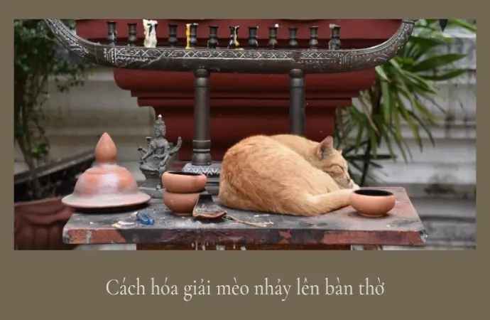Cách hóa giải mèo nhảy lên bàn thờ giúp giữ gìn linh thiêng