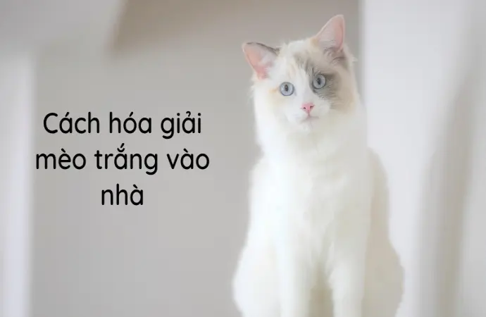 Cách hóa giải mèo trắng vào nhà bảo vệ bình an gia đình