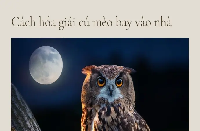 Hóa giải cú mèo bay vào nhà để giữ bình an gia đạo