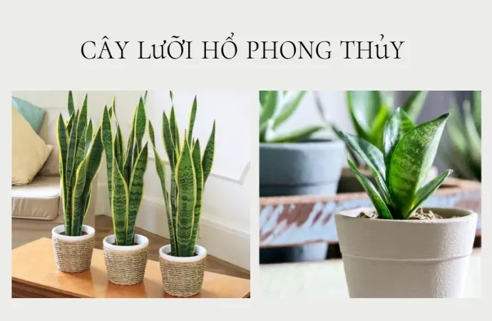 Gợi ý các loại cây giúp xua đuổi tà khí và thu hút tài lộc