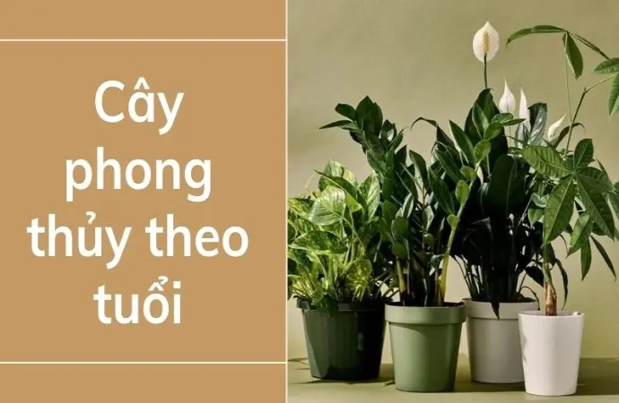 Cây phong thủy theo tuổi - Bí quyết thu hút tài lộc mạnh mẽ