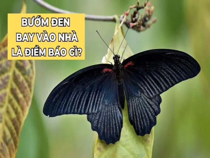 Bướm bay vào nhà có sao không? Giải mã những điềm báo