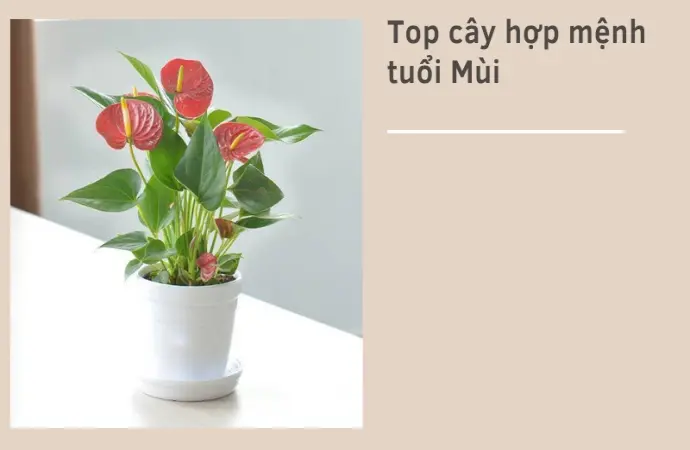 Cây phong thủy tuổi Mùi- Bí quyết thu hút tài lộc cực chuẩn