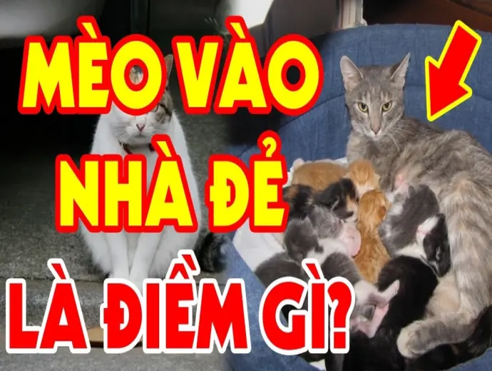 Mèo vào nhà đẻ có sao không? Giải mã điềm lành hay dữ