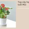 Cây phong thủy tuổi Mùi- Bí quyết thu hút tài lộc cực chuẩn