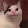 Avatar Ảnh Đại Diện Meme Hài Hước: Biểu Tượng Nổi Loạn Kỹ Thuật Số