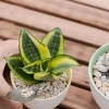 Cây Lưỡi Hổ Phong Thủy: Ý Nghĩa, Tác Dụng và Cách Trồng Hợp Tuổi, Mệnh