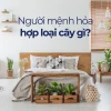 Cây phong thủy hợp mệnh Hỏa: Bí quyết chiêu tài lộc và may mắn