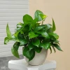 Cây trồng trong nhà hợp phong thủy mang tài lộc và may mắn