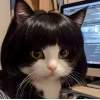 Khám phá 100+ ảnh avatar mèo vô tri meme độc đáo, hài hước