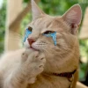 Khám phá Meme Cat Cry: Biểu tượng cảm xúc hài hước của thời đại số