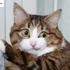 Khám Phá Thế Giới Avatar Mèo Khóc: Meme Hài Hước Đến Biểu Cảm Tột Cùng
