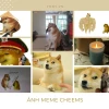 Khám Phá Thế Giới Meme Cheems: Nguồn Gốc, Ý Nghĩa và Biểu Tượng Văn Hóa