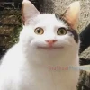 Meme 'Ai Biết Gì Đâu' - Biểu Cảm Hài Hước Cứu Nguy Mọi Tình Huống 2026