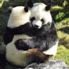 Meme ôm an ủi: Tuyển tập những hình ảnh gửi gắm yêu thương và sẻ chia
