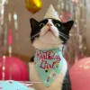 Những Meme Happy Birthday Hài Hước Nhất Năm 2026