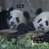 Tuyển Tập Meme Cố Lên Hài Hước Nhất Năm 2026: Nguồn Động Lực Bất Tận