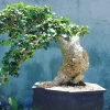 Ý nghĩa phong thủy cây duối cảnh và cách bài trí thu hút tài lộc