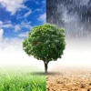 Phân tích những ảnh hưởng của biến đổi khí hậu đối với đời sống năm 2026