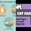 Mastering the art of introducing a new kitten to an existing cat safely in 2026