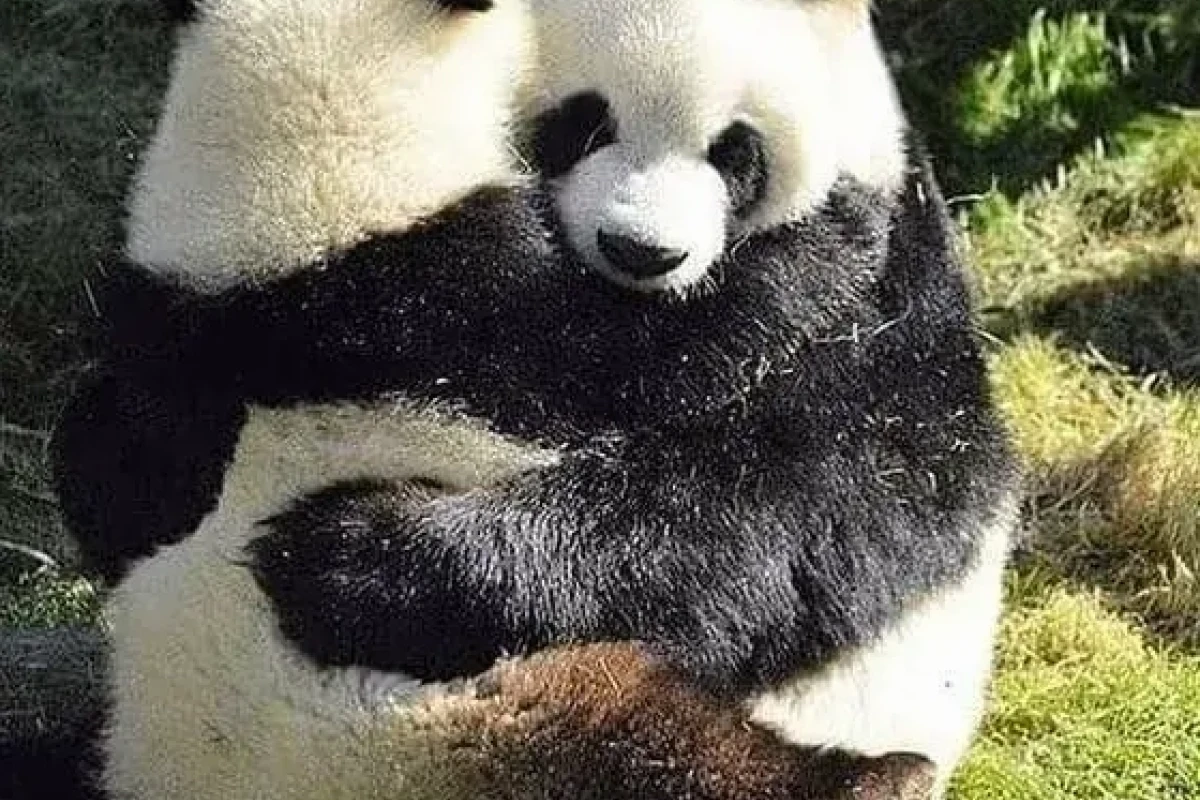Meme ôm an ủi: Tuyển tập những hình ảnh gửi gắm yêu thương và sẻ chia