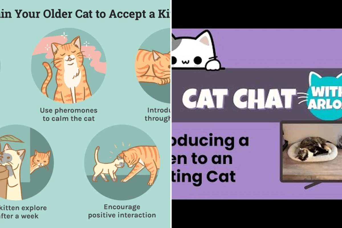 Mastering the art of introducing a new kitten to an existing cat safely in 2026