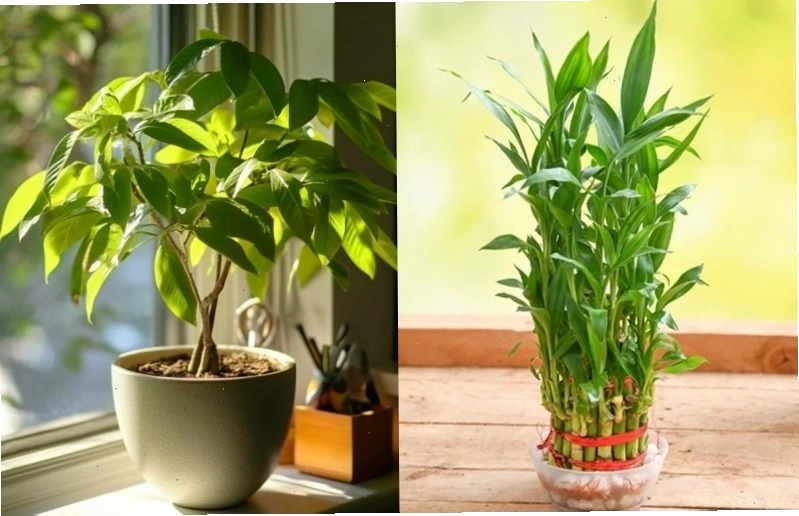 6 loại cây cảnh thần tài giúp gọi lộc vào nhà