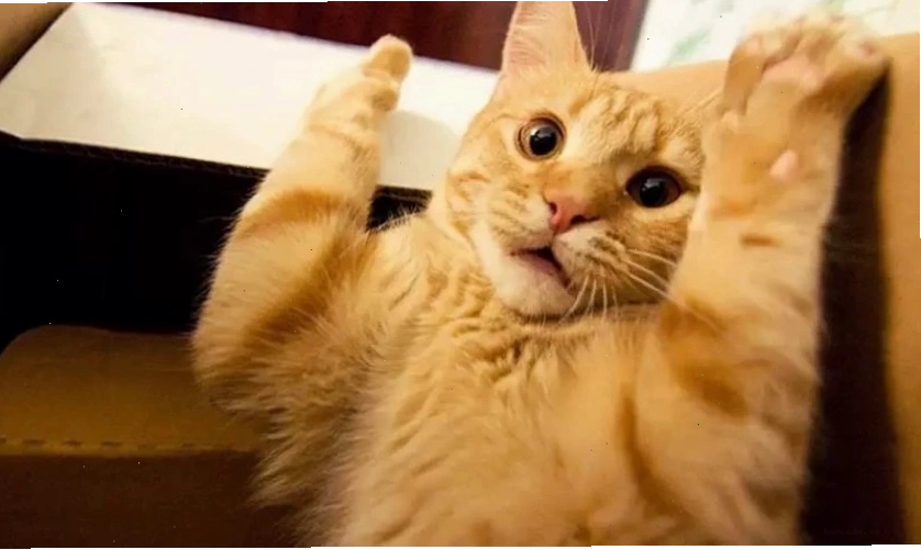 Ảnh meme biểu cảm vô tri của mèo