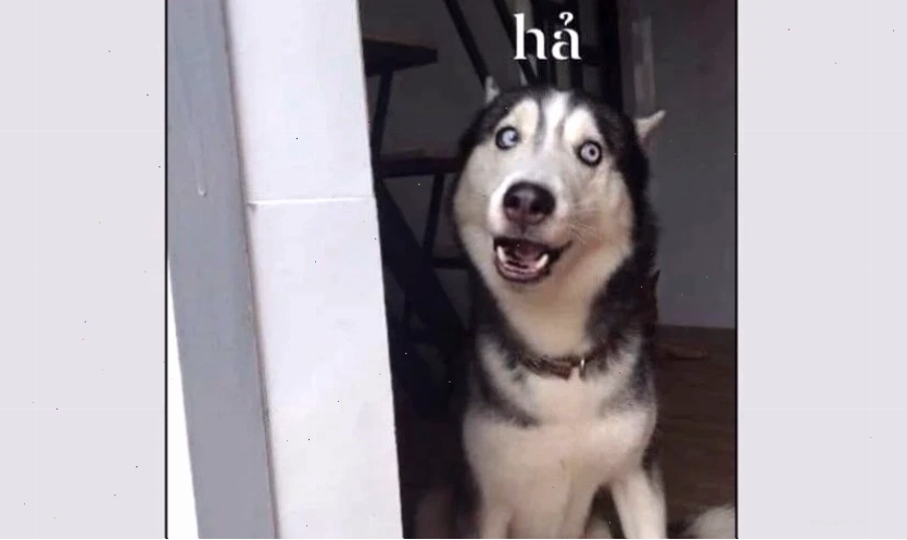 Ảnh meme mèo biểu cảm bất lực hài hước