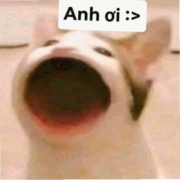 Ảnh meme mèo há miệng đáng yêu pha chút bựa